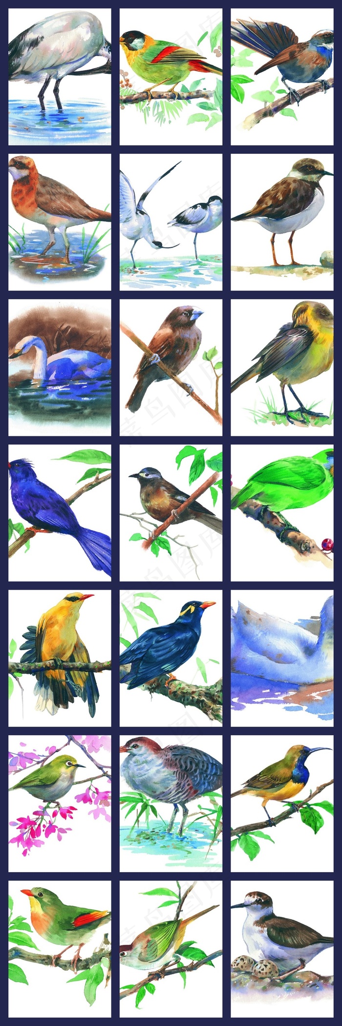 手绘鸟类飞禽素材绘画彩色各类插画水...