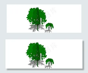 景观树图片