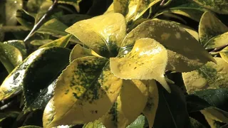 夏威夷随着雨滴股票视频叶