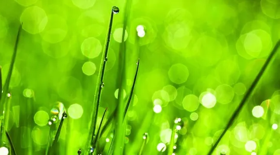 绿色大自然背景图片