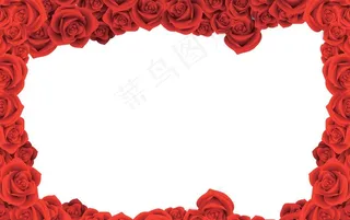 玫瑰花背景图片