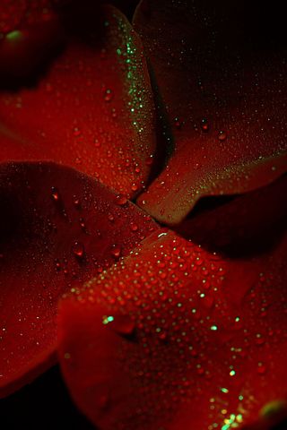 红色花朵花瓣图片