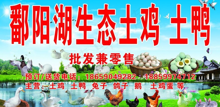 鄱阳湖生态土鸡土鸭店招图片(3898X2126(DPI:30))psd模版下载