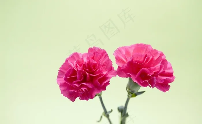 康乃馨图片
