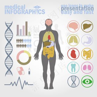 人体构造图矢量