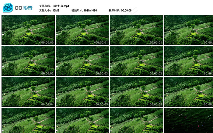 茶叶茶园山坡高清实拍视频素材