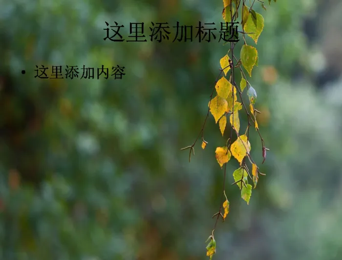 白桦树旁的四季景色ppt图片(8...