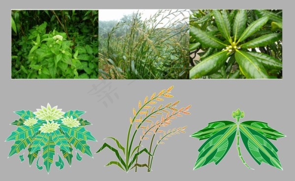 中医的植物材料ai矢量模版下载