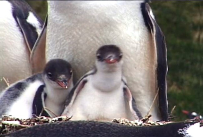 南极企鹅模板下载