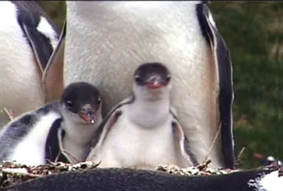 南极企鹅模板下载