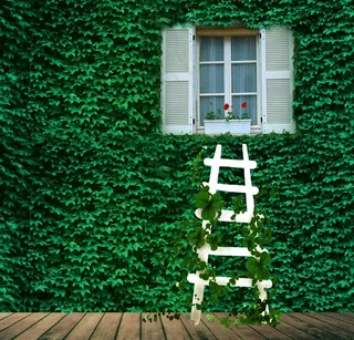 绿色爬山虎与窗户影楼摄影背景图片