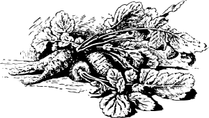 长萝卜剪贴画