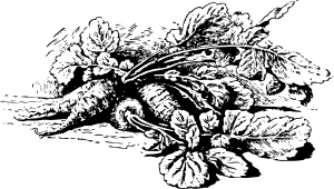 长萝卜剪贴画