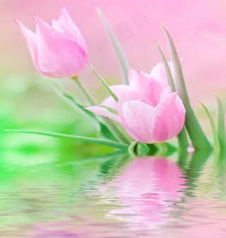 唯美花卉水中倒影图