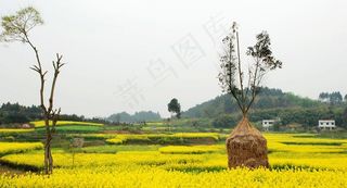 金黄春天图片
