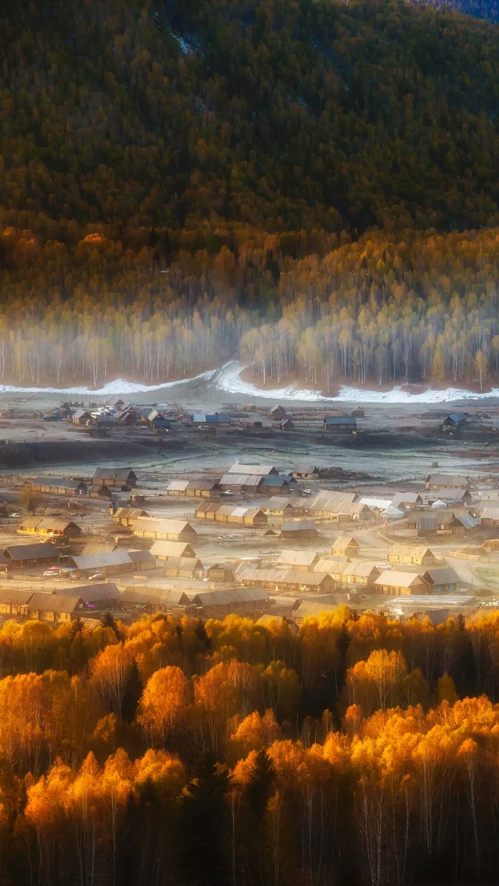 插画房屋与树林