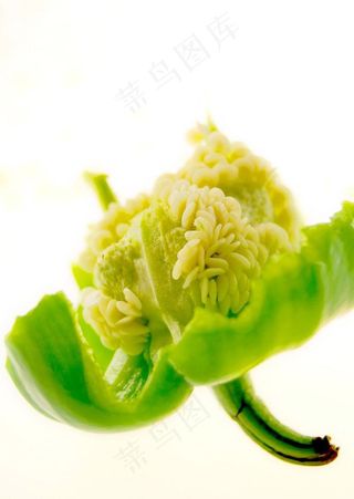 青椒 高清晰 蔬菜写真图片