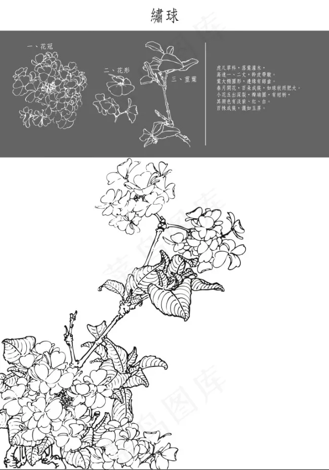 中国工笔花草矢量图eps,ai矢量模版下载