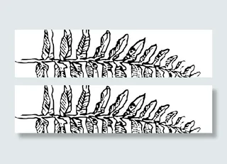 蕨科的剪辑艺术