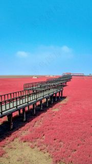 蓝天下的草原木桥高清摄影图片