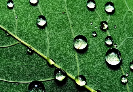 绿叶 水珠 水滴 露水图片 绿叶 水珠 水滴 露水图片