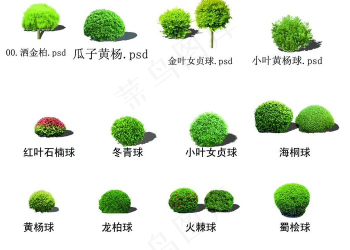 园林绿化常用球类图片psd模版下载