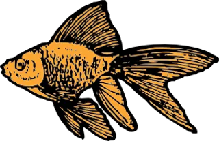 金鱼的剪辑艺术