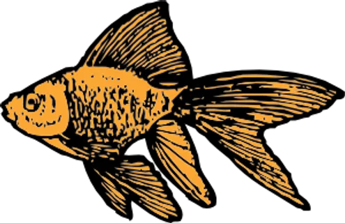 金鱼的剪辑艺术 金鱼的剪辑艺术