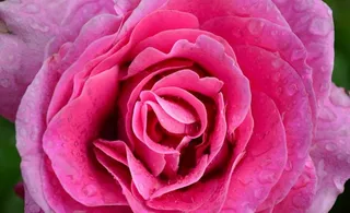 雨中月季花图片