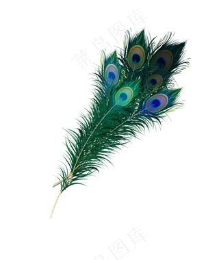 卡通手绘孔雀PNG透明背景免扣素材