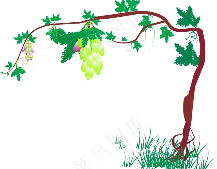 葡萄图片