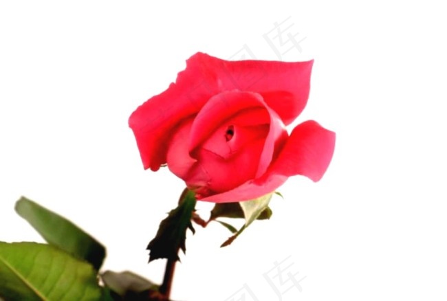 美丽的鲜花模板下载