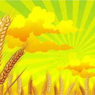 小麦海报免费下载