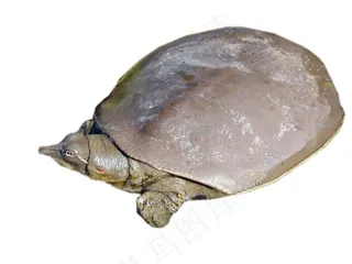 甲鱼免抠素材PSD分层