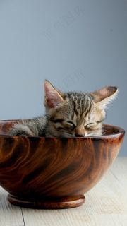 在碗里睡觉的猫高清摄影图片