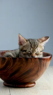 在碗里睡觉的猫高清摄影图片 在碗里睡觉的猫高清摄影图片