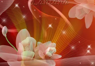 荷花psd分层背景图片