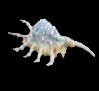 海螺免抠素材PSD分层