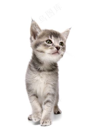 可爱小猫图片