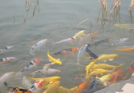 群鱼戏水图片