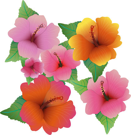 以芙蓉花 免费的矢量插图eps,ai矢量模版下载