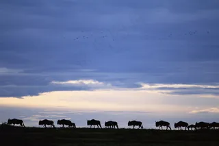 非洲野生动物牛群
