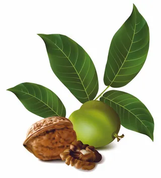 写实青核桃核桃仁矢量图2