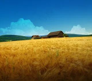 野外小麦房屋背景