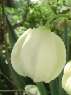 白色的花图片 白色的花图片