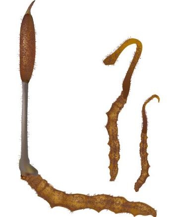 冬虫夏草矢量素材