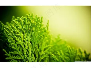 青青河边草PPT背景