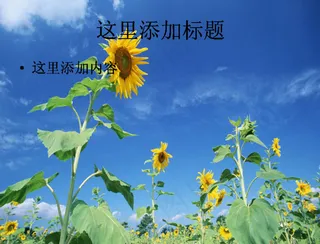电脑高清ppt封面蓝天下向日葵美...