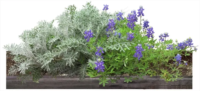 高清免抠植物白妙菊多叶羽扇 高清免抠植物白妙菊多叶羽扇
