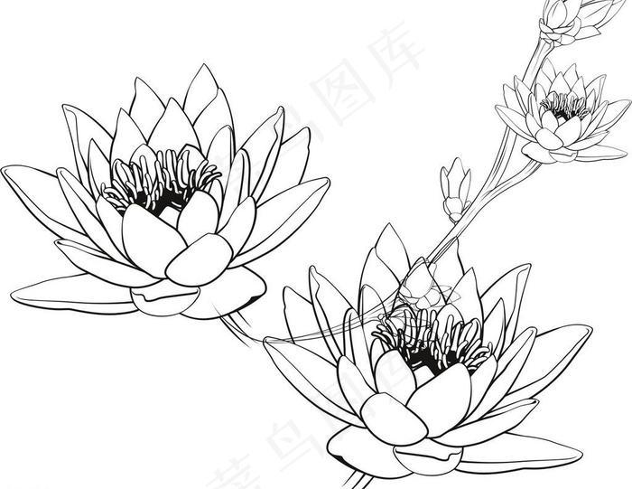 矢量荷花 荷花线条图图片cdr矢量模版下载